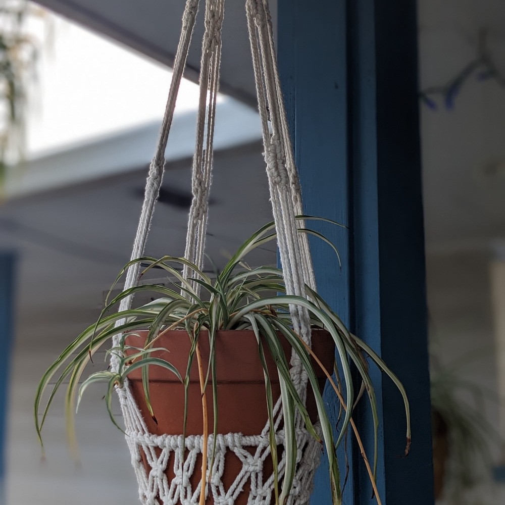 Macramé Plant Hanger (pot not included)